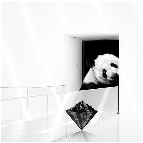 Tela para Quadros Decorativo Urso Panda Pedra Diamante - Afic19673