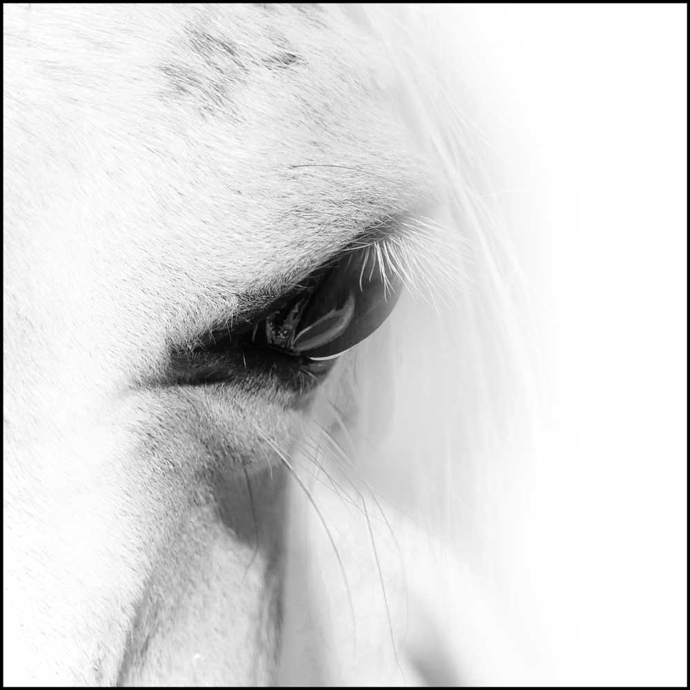 Tela para Quadros Decorativos Face Branca de Cavalo I - Afic10889 - 120x120 Cm