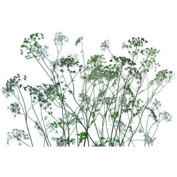 Gravura para Quadros Flores Miniaturas - 668 - 175x115 Cm