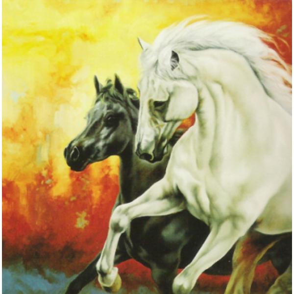 Gravuras para Quadros Belssimo Casal de Cavalos - Ncn4384 - 50x50 cm