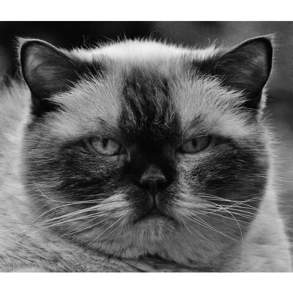 Gravura Impressa para Quadros Preto e Branco Pet Gato British Shorthair - Afi603