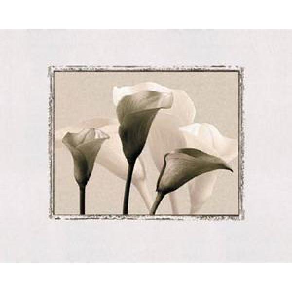Gravura para Quadros Flores de Jardim - G6905 - 50x40 Cm