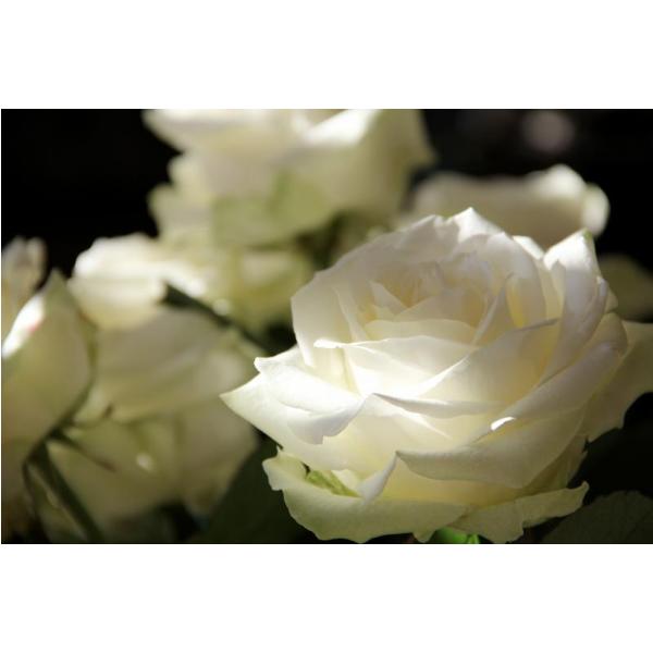 Impresso em Tela para Quadros Florais Belssimas Rosas Brancas - Afic5943