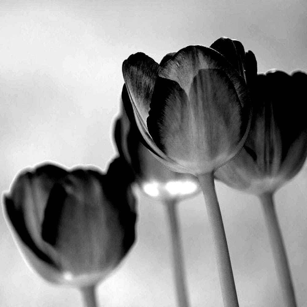 Gravura para Quadros Floral Tulipa Preto e Branco - Afi11802