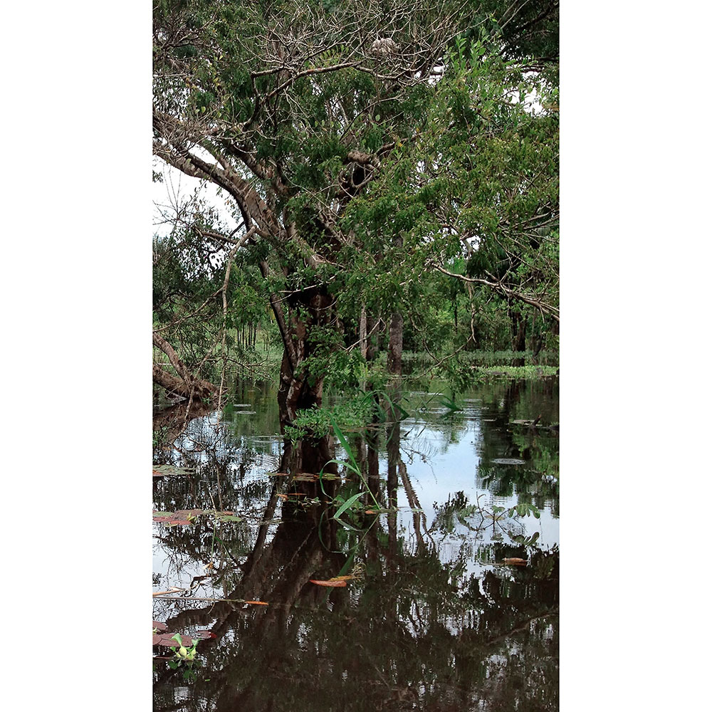 Gravura para Quadros Natureza rvores em Meio Lago - Afi13909