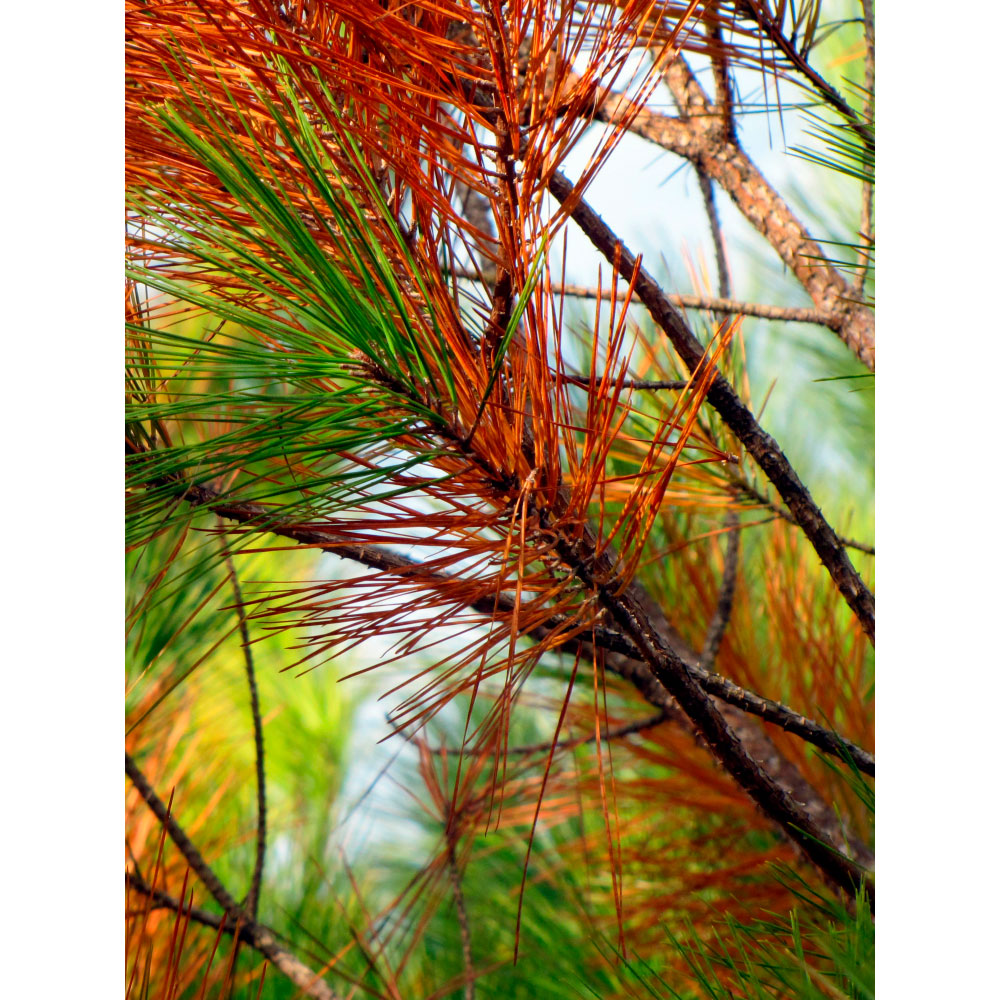 Tela para Quadros Folhas Galhos de Pinheiro Colorido I - Afic11772