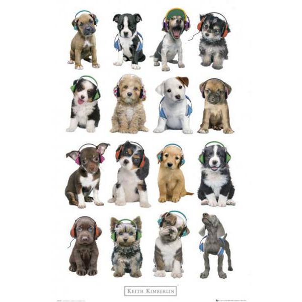 Poster para Quadros Cachorros e Seus Headphones 60x90 Cm