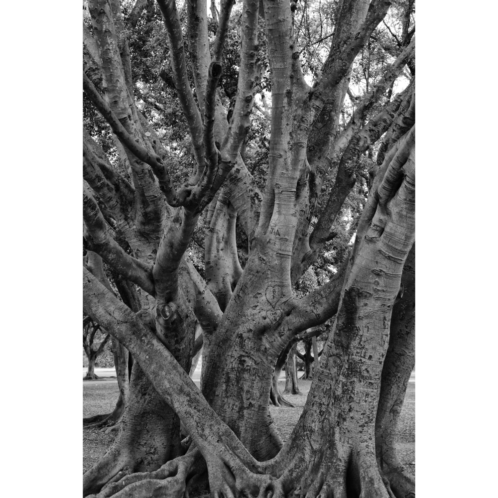 Gravura para Quadros Árvore Raizes São Paulo Por Dorival Moreira - Afidm118