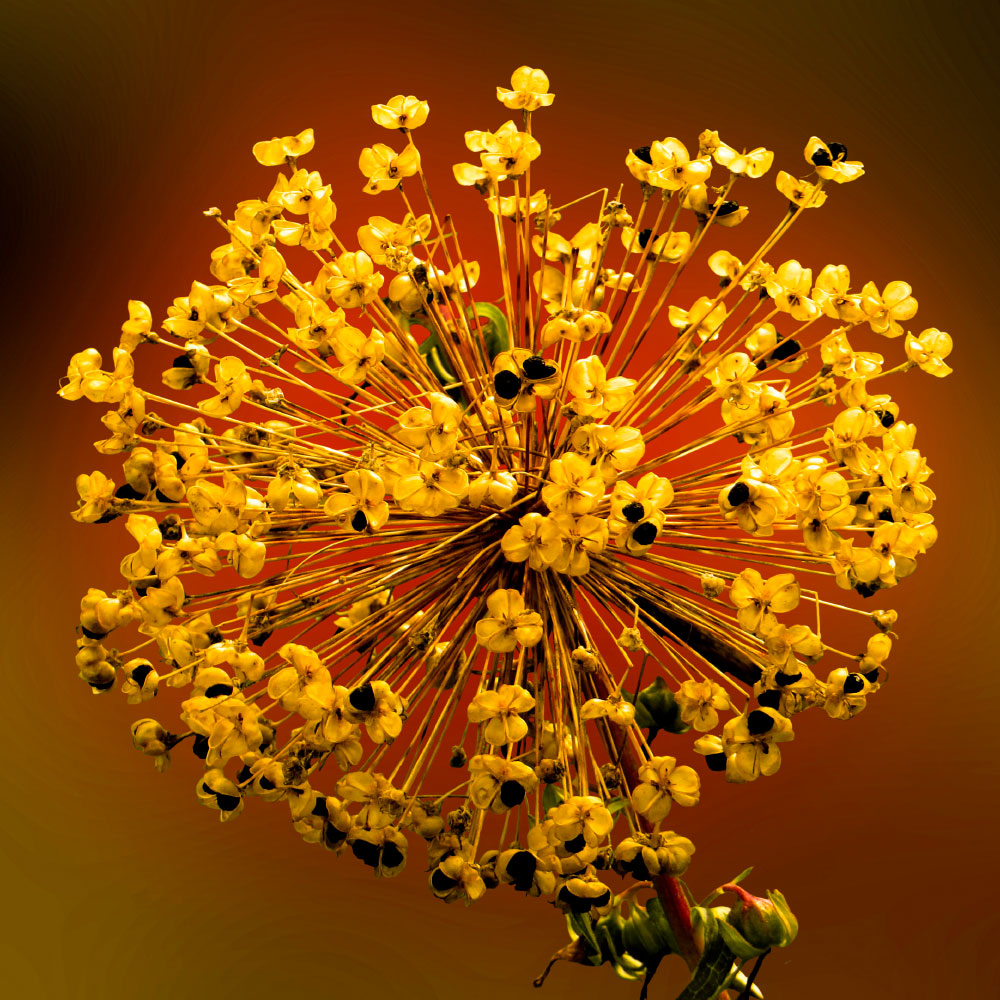 Gravura para Quadros Mini Flores Amarela - Afi12397 - 100x100 Cm