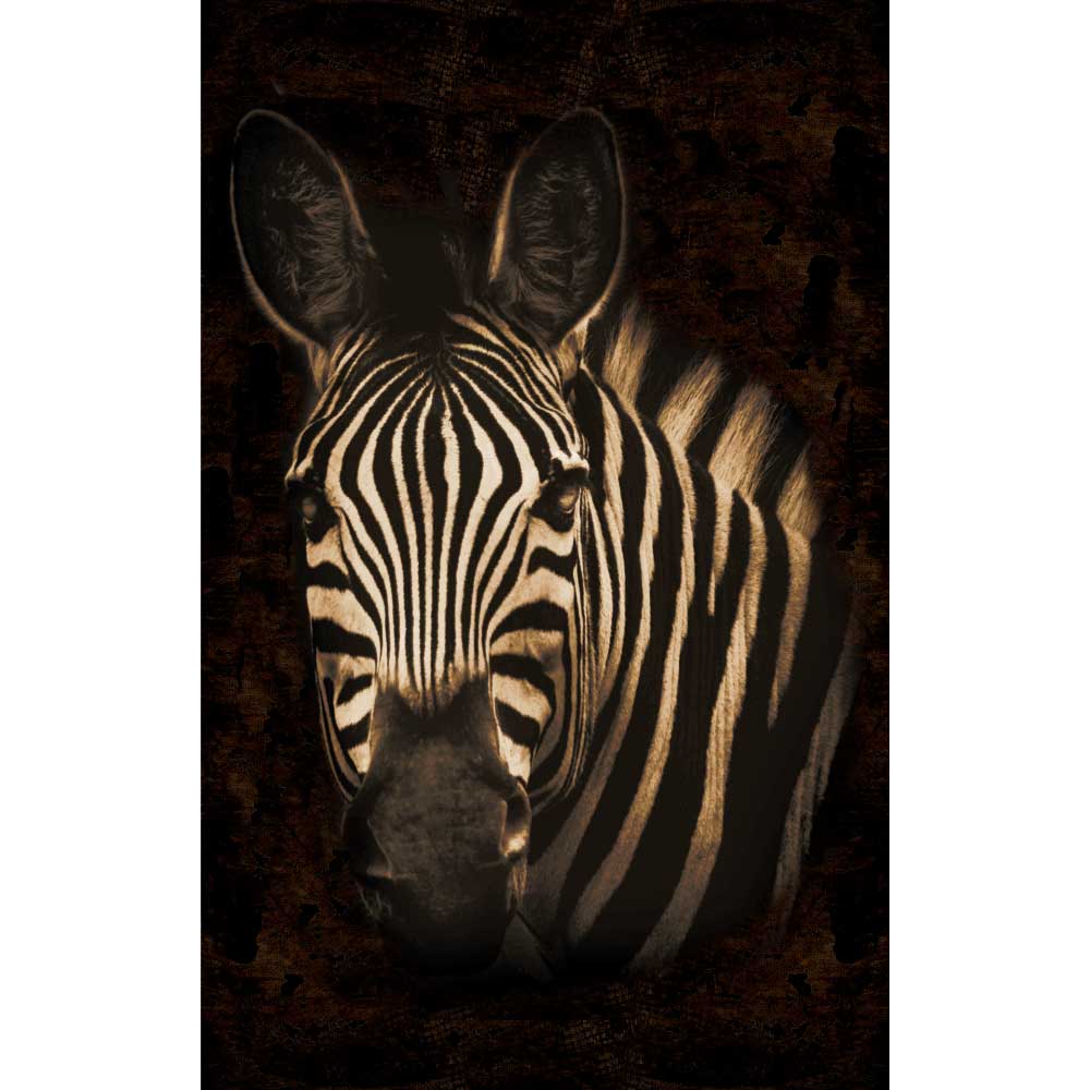 Gravura para Quadros Face de Zebra Iluminada - Afi10738