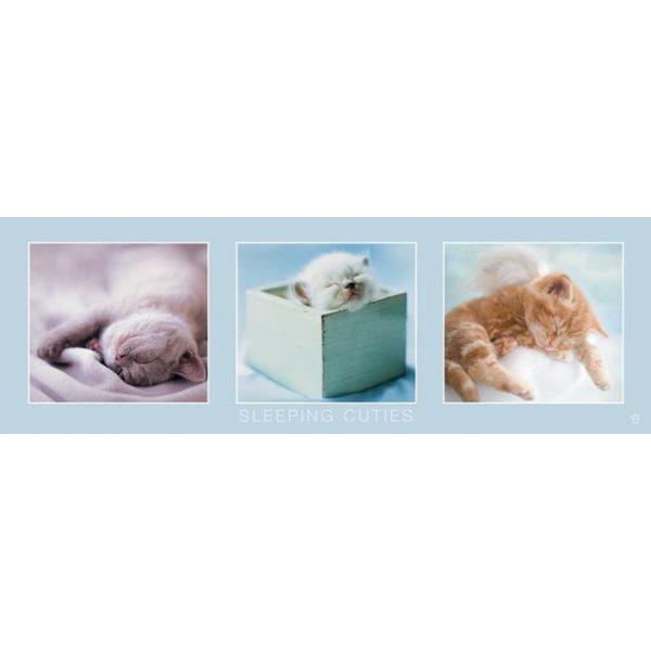 Pôster para Quadros Filhotes de Gato Dormindo em Diferentes Ambientes 90x30 Cm