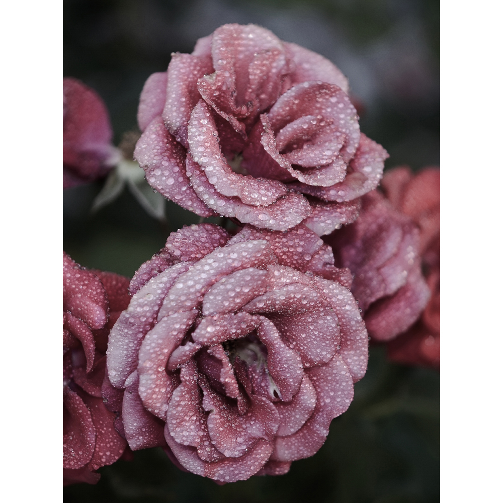 Gravura para Quadros Flores Rosas Petlas - Afi11222