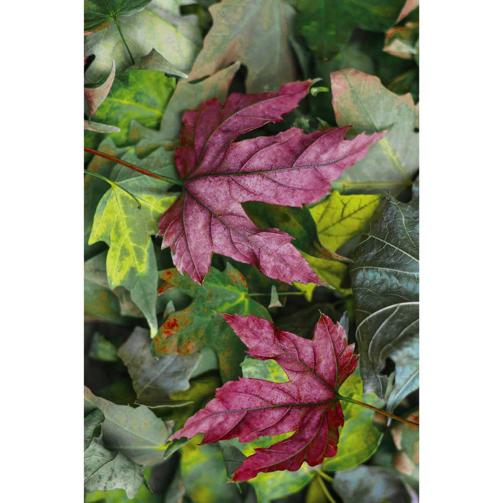 Gravura para Quadros Decorativos Folhas de Outono - Afi10000