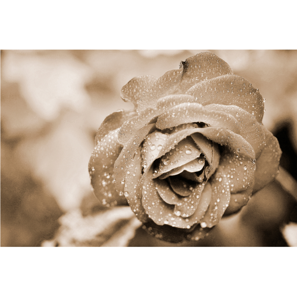 Tela para Quadros Belssima Rosa com Gotas Dagua - Afic6938