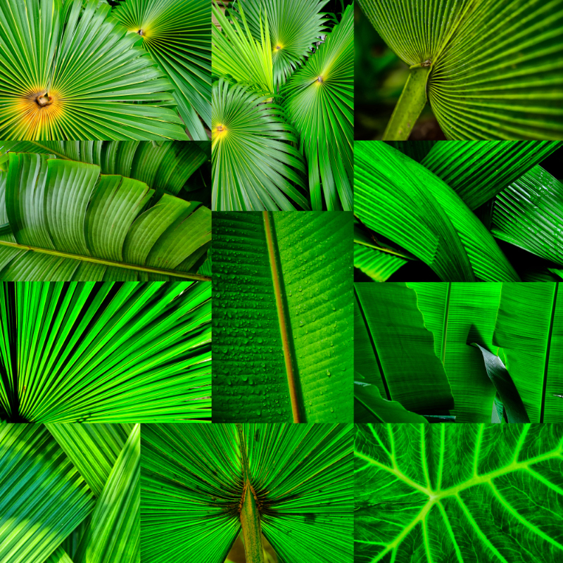 Tela para Quadros Mix Folhas Verdes Por Dorival Moreira - Aficdm069