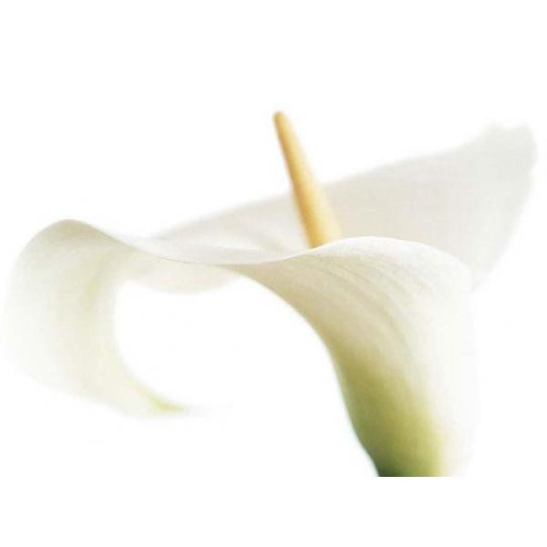 Gravura para Quadros Floral Copo-de-leite - 04017 - 50x40 Cm