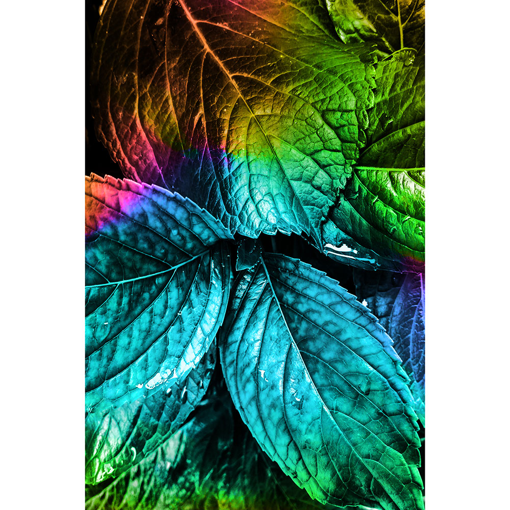 Gravura para Quadros Decorativo Folhas Coloridas Metalizadas - Afi16727