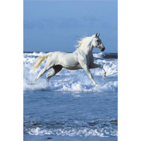 Poster para Quadros Cavalo Branco Na Praia 60x90 Cm