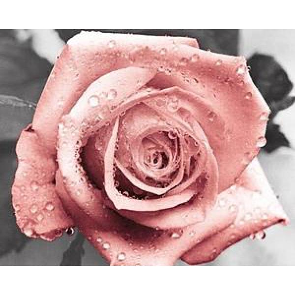 Gravura para Quadros Rosa Cor-de-rosa Molhada - Gr7346 - 50x40 Cm