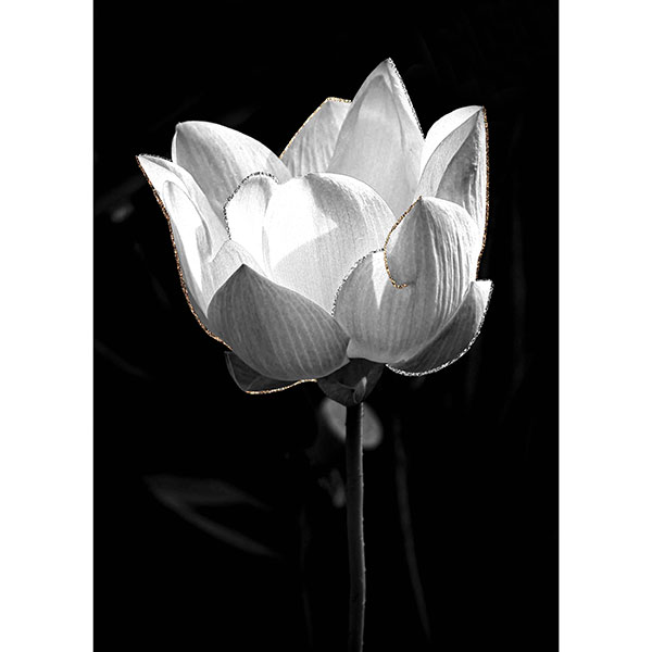Tela para Quadros Flor de Lotús da Índia Preto e Branco Traços Prata e Dourado I - Afic17359