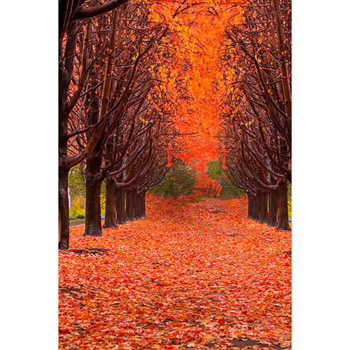 Tela para Quadro Paisagem Natureza rvores de Outono Folhas - Afic18174