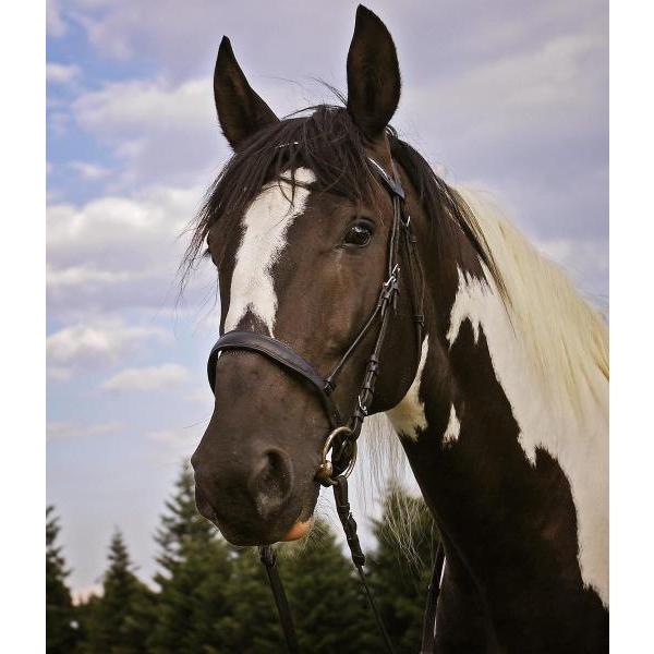 Gravura Impressa para Quadros Imagem Cavalo com Mancha - Afi1703 - 59x69 cm