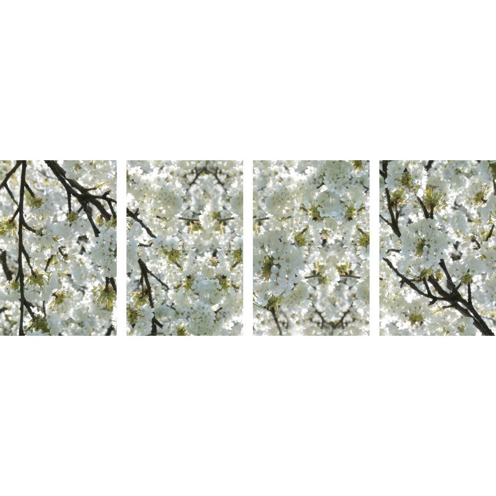 Tela para Quadros Recortada Flores Brancas Cerejeira - Afic12061a - 255x90 Cm