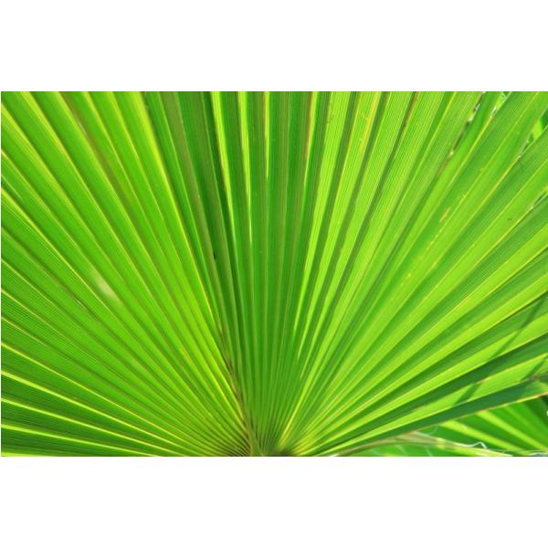 Impresso em Tela para Quadros Decorativos Folha Verde de Palmeira Leque - Afic2916