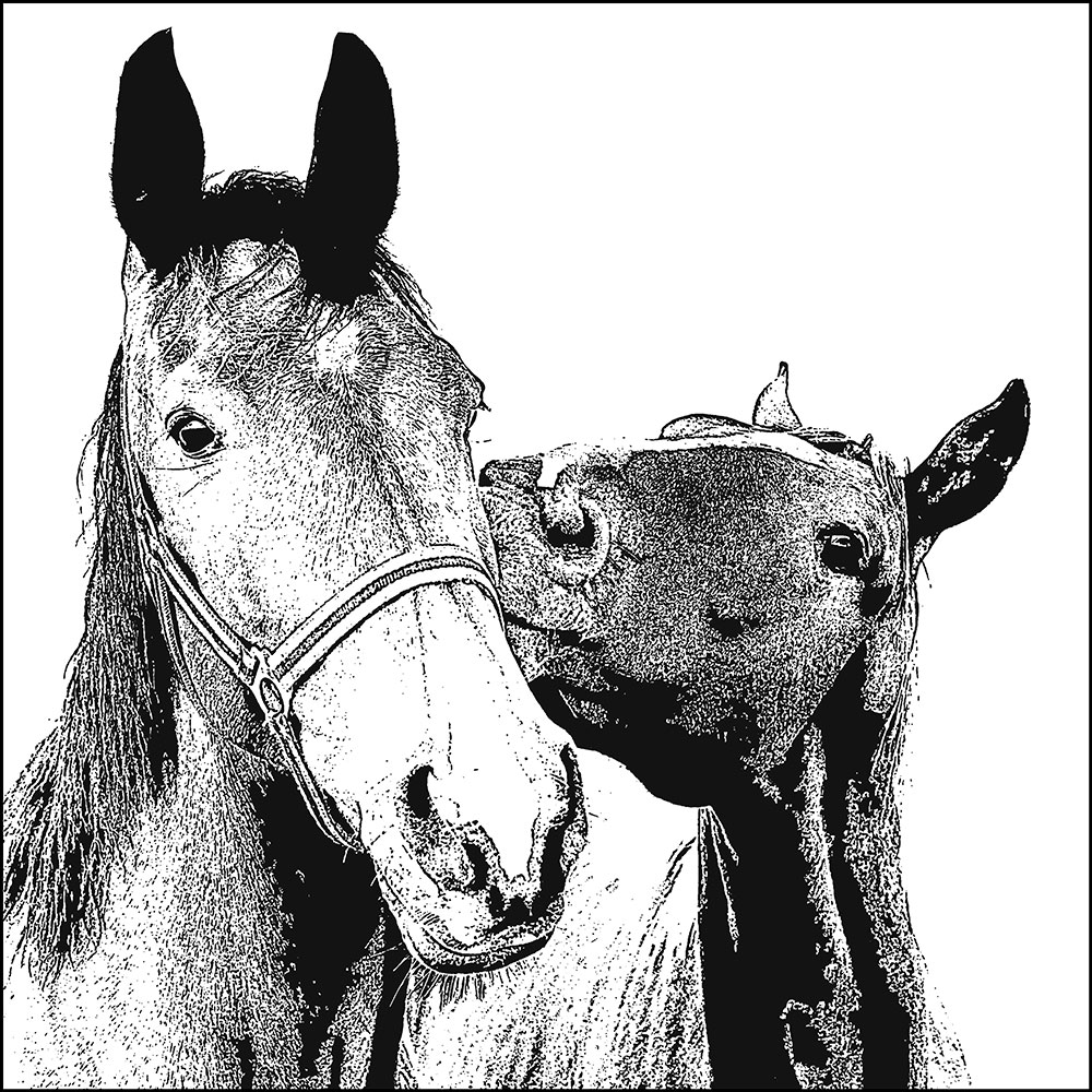 Gravura para Quadro Cavalos Perfil Preto e Branco - Afi14617
