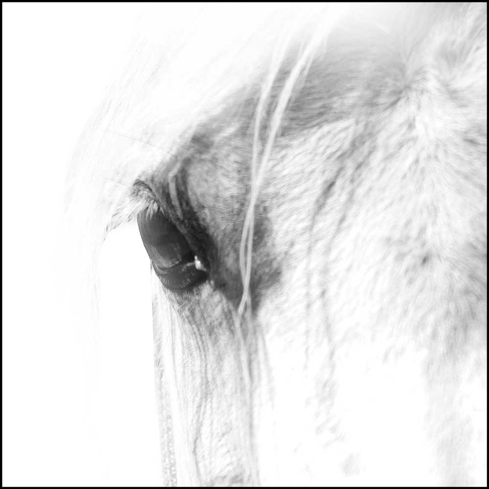 Gravura para Quadros Decorativos Face Branca de Cavalo - Afi10888 - 120x120 Cm