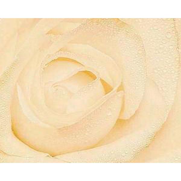 Gravura para Quadros Rosa Branca Molhada - Pr605 - 71x 56 Cm