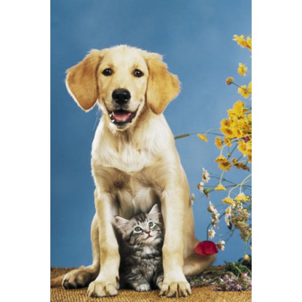 Pôster para Quadros Pets Cachorro e Gato Posando para Foto 60x90 Cm