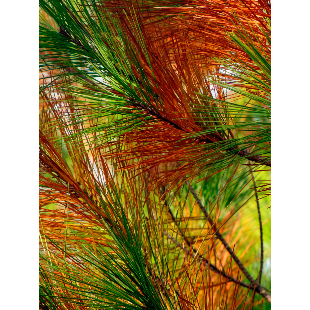 Tela para Quadros Folhas Galhos de Pinheiro Colorido - Afic11771
