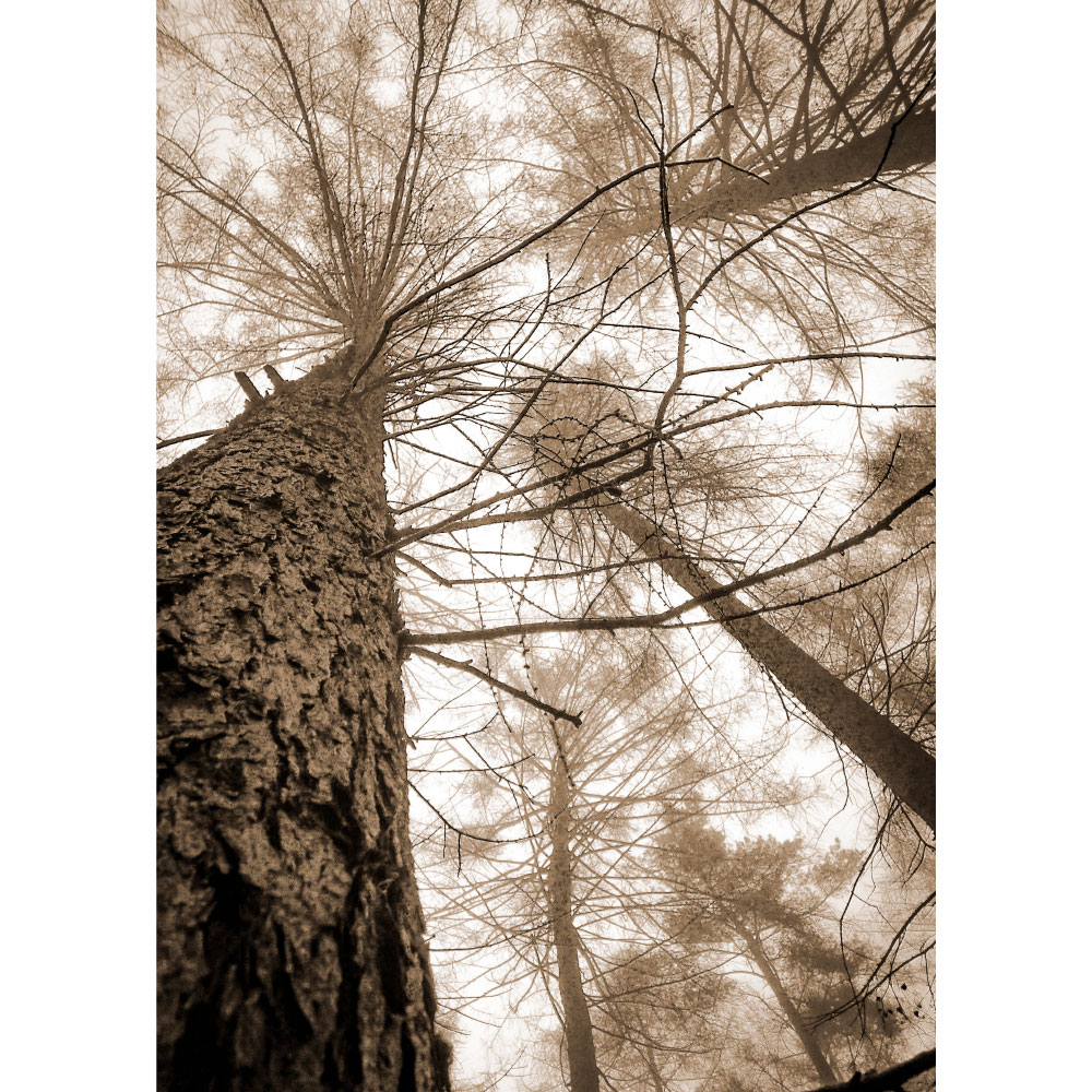 Gravura para Quadros rvore de Pinus Preto e Branco - Afi12631
