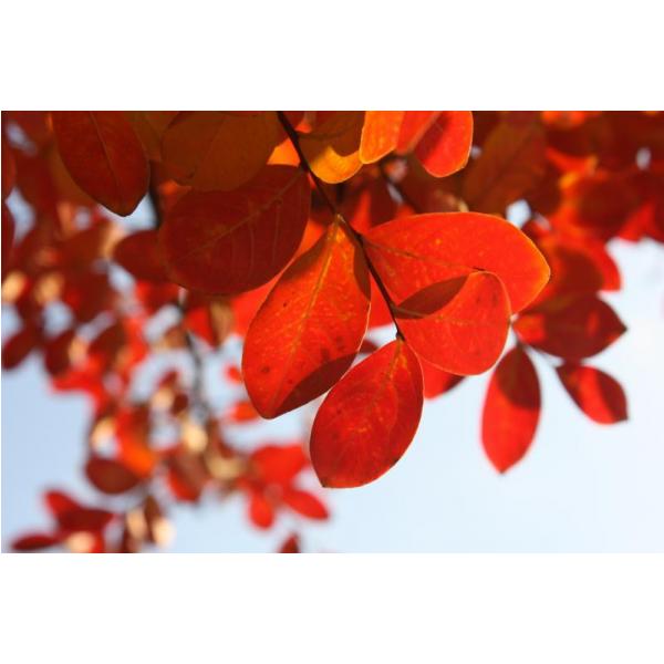 Gravura para Quadros rvore de Folhas Vermelha - Afi2139