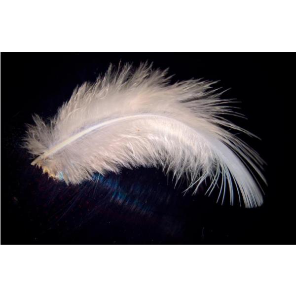 Gravura para Quadros Insigth White Feather - Afi6070