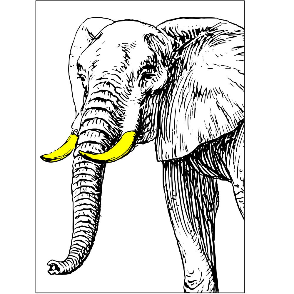 Tela para Quadros Belssimo Elefante Preto e Branco - Afic6632