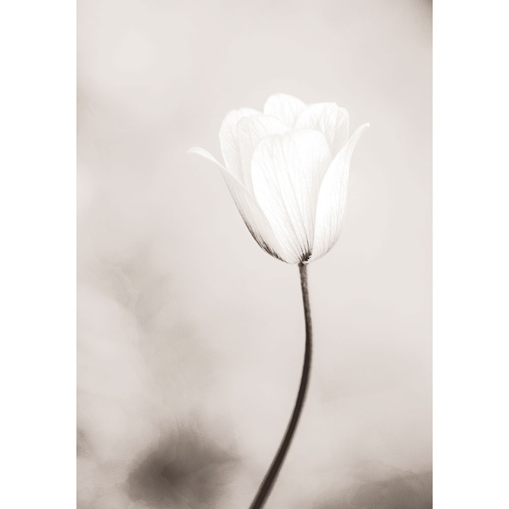 Tela para Quadros Silhueta Floral Branca - Afic12796