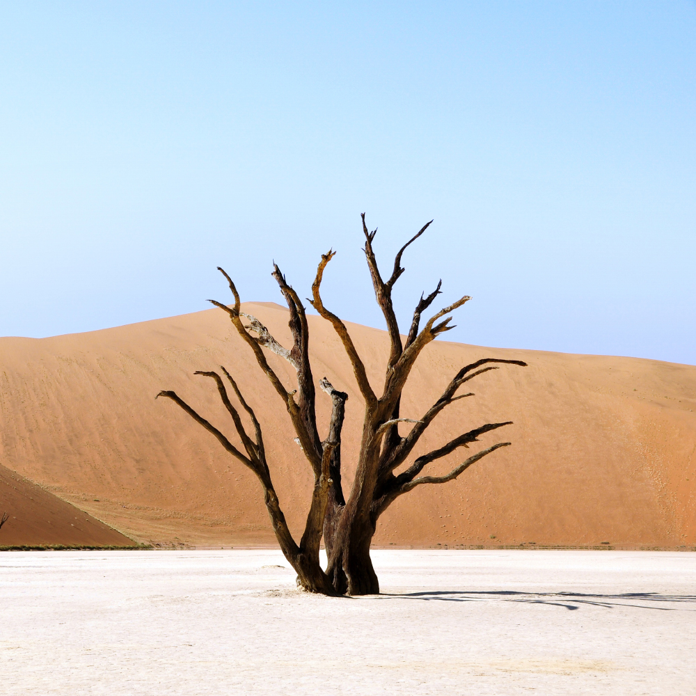 Gravura para Quadros Paisagem rvore Seca No Deserto - Afi11000