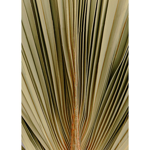 Tela para Quadros Decorativo Folha Palmeira Verde Seca - Afic19978