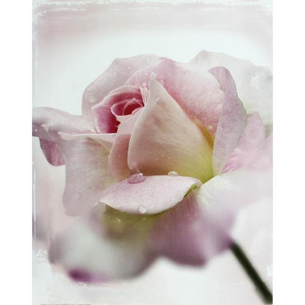 Gravura para Quadros Floral Rosa Semi Aberta - Pr631 - 56x71 Cm