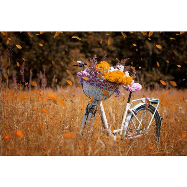 Gravura para Quadros Bicicleta em Meio Vegetação Seca - Afi6957