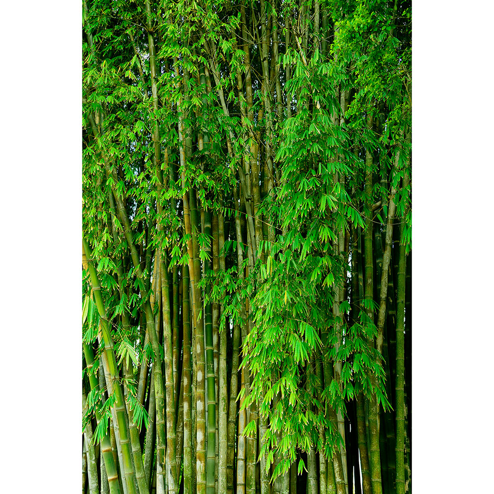 Gravura para Quadros Árvores de Bambús Por Dorival Moreira - Afidm024