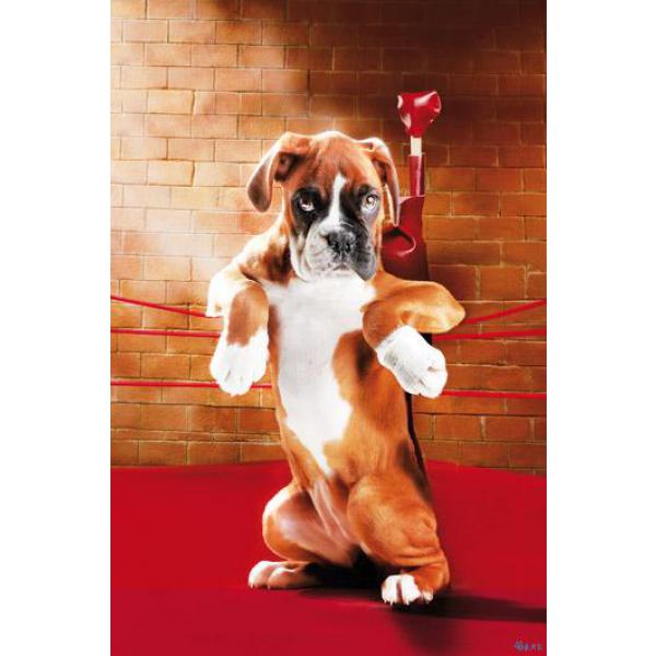 Poster para Quadros Cachorro Boxer No Ringue 60x90 Cm