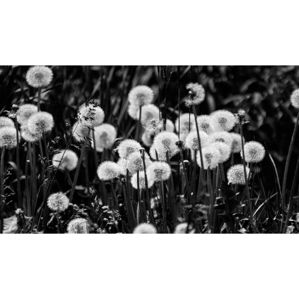 Tela para Quadros Floral Preto e Branco - Afic12406