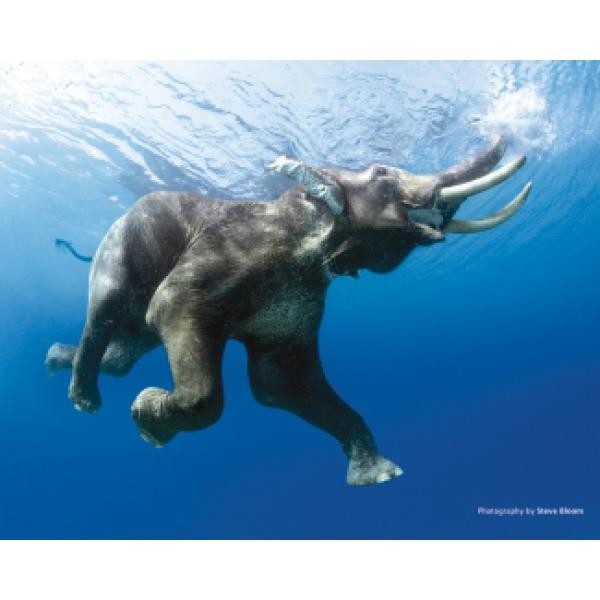 Poster para Quadros Elefante Nadando No Oceano 50x40 Cm