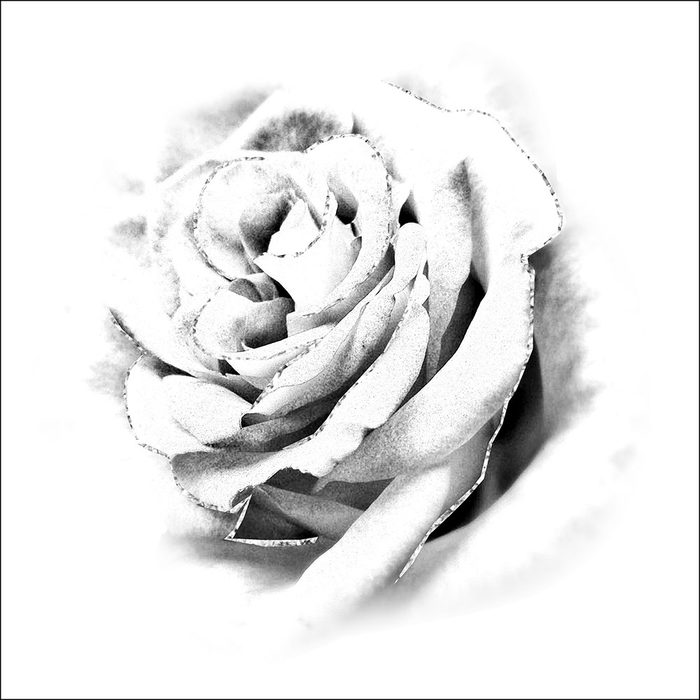 Tela para Quadros Rosa de Jardim Preta e Branco Detalhes Sombreado I- Afic16724