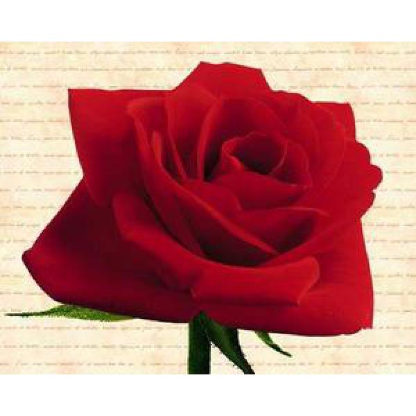 Gravura para Quadros Pster Rosa Vermelha - Gr7029 - 50x40 Cm