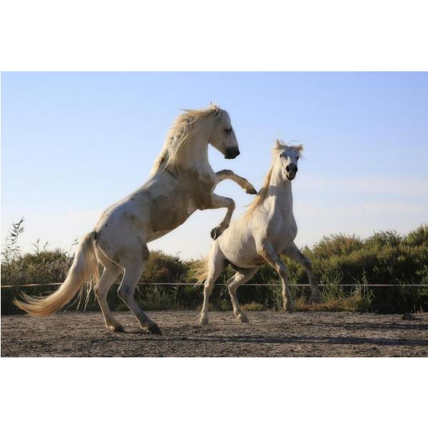 Gravura Impressa para Quadros Imagem White Horses - Afi1695