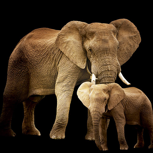 Tela para Quadros Decorativo Retrato Mamãe Elefante e Filhote - Afic18038